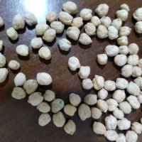 نخود دیمی امساله|خوردنی و آشامیدنی|محمدشهر, شهرک پیام (مهرالبرز)|دیوار