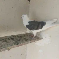 کبوتر|پرنده|بروجرد, |دیوار