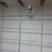 کبوتر از همه رقم