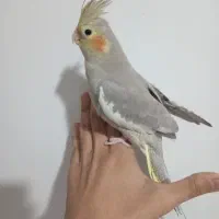 فروش عروس هلندی و