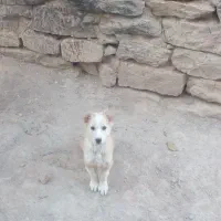 توله دورگ سرابی|سگ|بجنورد, |دیوار