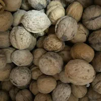 گردو ریشخوار درگز