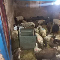 *گوسفند*& زنده)