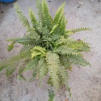 گل بابا آدم تنه قرمز|گل و گیاه طبیعی|هشتگرد, شهرک گلخانه|دیوار