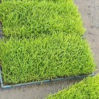 ۱۰عدد توم علی کاظمی