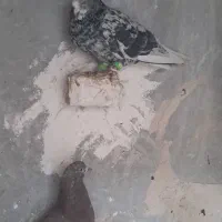 سرور دم سفید