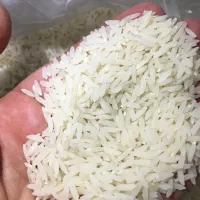 برنج طارم هاشمی و طارم بینام شمال