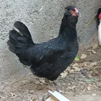 مرغ و خروس محلی ریشی چهل تاج