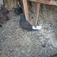 کفتر جوجه|حیوانات|اصفهان, احمدآباد|دیوار