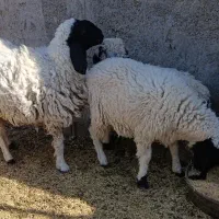 میش دوقلوزاه