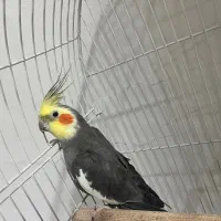 فروش عروس هلندی|پرنده|لاهیجان, قیام|دیوار