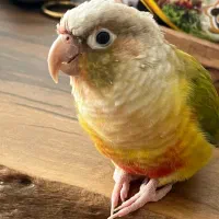 یک جفت طوطی گرین چیک|پرنده|کرج, آق تپه|دیوار