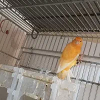 قناری سرخ نر نیمه مست|پرنده|شاهینشهر, شهرک امام علی|دیوار