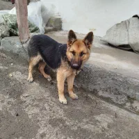 سگ ژرمن ماده اصل وارداتی