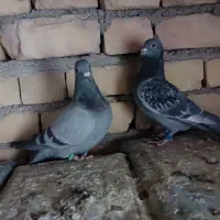 چهارتا مفلق پلاکی|پرنده|مبارکه, |دیوار