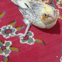 فروشی|پرنده|خاش, |دیوار