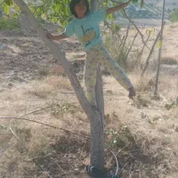 زمین کشاورزی دو هکتار