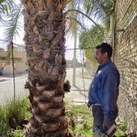 تکریب نخل باغبانی  و،