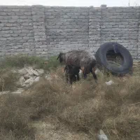 باسلام گوسفندبابره نر سالم جوان|حیوانات مزرعه|گمیشان, |دیوار