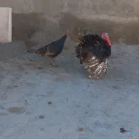 یک جفت بوقلمون نر وماده