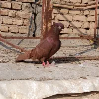 کبوتر صرب نر|پرنده|بکتاش, |دیوار