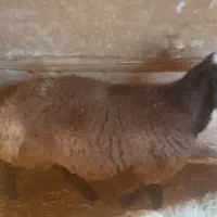 فروش یک راس بره نر و یک راس ماده