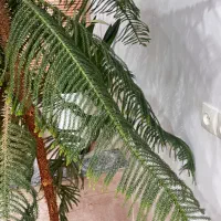 کاج مطبق|گل و گیاه طبیعی|کوهمره, |دیوار