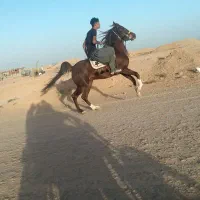 خرید وفروش باچک مدتی|اسب و تجهیزات اسبسواری|حبیب آباد, |دیوار