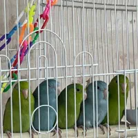 طوطی پروتلت|پرنده|تهران, تهرانپارس جنوبی|دیوار