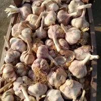 سیر درشت و درجه یک