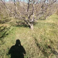 فروش یونجه چین دوم در شهرستان اهر|خدمات باغبانی و درختکاری|فندقلو, |دیوار