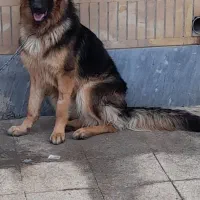 سگ َژرمن شولاین|سگ|اهواز, شهرک الهیه|دیوار