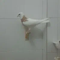کفتر جوجه طوقی مفت