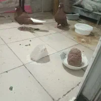کبوتر
