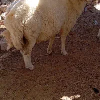 سلام یک عدد شک ورن دو سال همه چی به شرط
