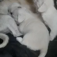 واگذاری توله شیتزو|سگ|کرمان, |دیوار