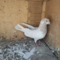 کبوتر کفتر پرشی