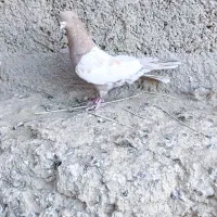 کربلایی ، طوقی، سینه ای، زاغ|پرنده|سراوان, |دیوار