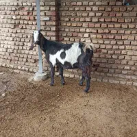 بز آبستن سه ماه بالا، سقلو زا ، خیلی شیرا