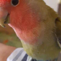 پرنده طوطی برزیلی