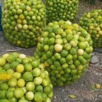 آبلیموطبیعی بدون افزودنی مستقیم ‌از تولید کننده|عمده‌فروشی|تهران, شهرک دانشگاه شریف|دیوار