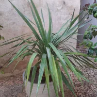 گل و گلدان|گل و گیاه طبیعی|طسوج, |دیوار