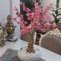 بونسای شکوفه