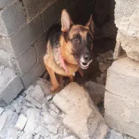 سگ ژرمن مناسب نگهبانی
