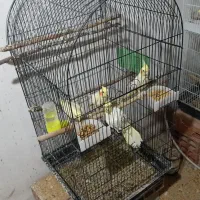 عروس هلندی|پرنده|دلند, |دیوار