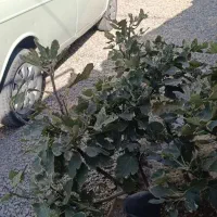 وانت پیکان مدل ۹۳|خودرو سواری و وانت|تربتحیدریه, میدان مرکزی|دیوار