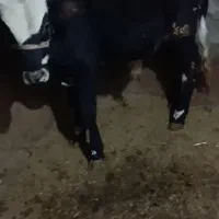 2عدد گوساله نر|حیوانات مزرعه|مریوان, |دیوار