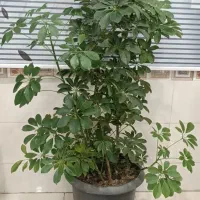 درختچه شفلرا