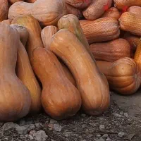 کدو حلوایی خوب