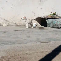 توله سگ|سگ|کامیاران, |دیوار